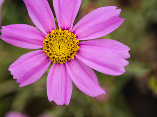 Obraz premium Purple Cosmos Flower Blooming