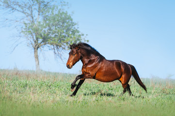 Plakat Brown beautiful horse galloping on the green field on a light background. The bay horse running in freedom