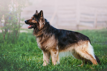 Beautiful German Shepherd dog breed with long hair standing in a rack on blurred background in full...