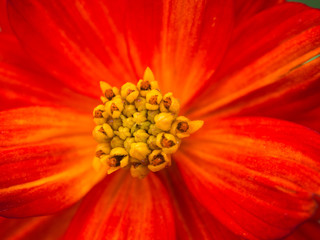 Pollen of Red Cosmos Flower Blooming