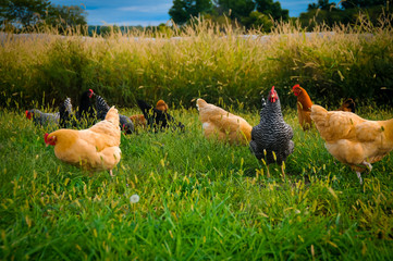 Group of Chickens