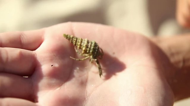 Little Hermit crab crawls on a girl's palm and falls down close-up (720p, 50 fps)