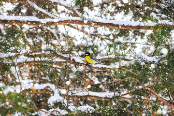 Great tit sits on branch in winter forest.