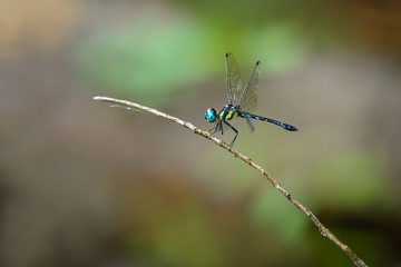 Beautiful dragonfly on branch with colorful background, Tetrathemis platyptera.