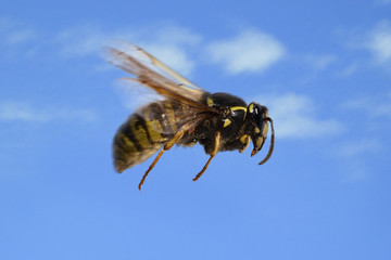Wespe im Flug
