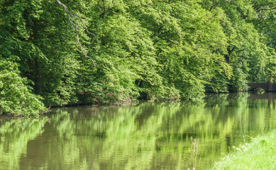 Fototapeta premium silent water surface with reflection of the trees