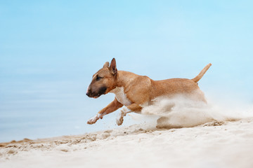 Beautiful red and white dog breed mini bull terrier running along the beach against the backdrop of water and sand raises up - obrazy, fototapety, plakaty