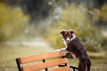 Chocolate border collie stands on a bench and looking at the floor against the backdrop of the fall turnover park. Puppy performs a trick on the commands.