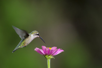 Ruby-Throated Hummingbird and Zinnia