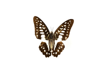 бабочка, коллекция бабочек на белом фоне изолированных