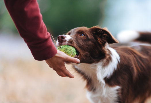 Brown border collie puppy brought the ball hostess and lays down his hand. Dog playing in the game with a man close up