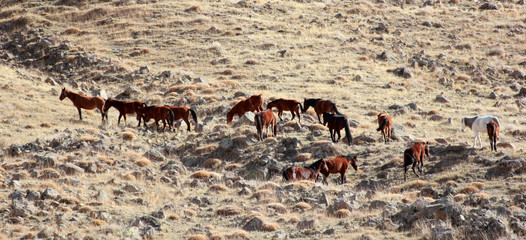 Wild Horses