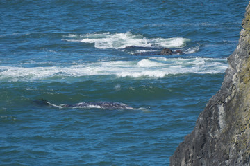 Obraz premium Gray Whale in the Surf