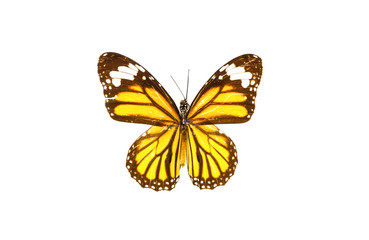 Fototapeta na wymiar бабочка, коллекция бабочек на белом фоне изолированных