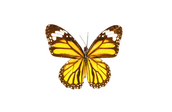бабочка, коллекция бабочек на белом фоне изолированных