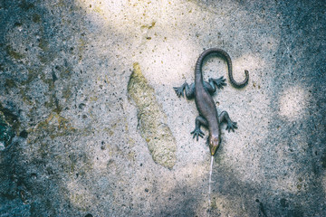 Lizard statue fountain on the rock wall