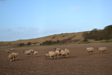 Fototapeta premium sheep in a field