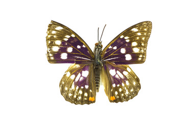 бабочка, коллекция бабочек на белом фоне изолированных