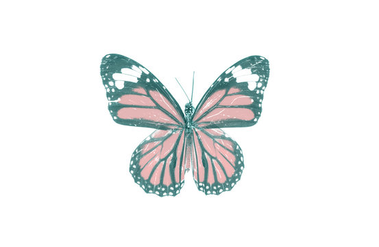 бабочка, коллекция бабочек на белом фоне изолированных