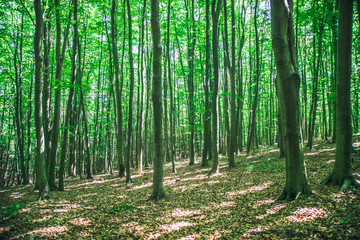 Deep green forest with many trees