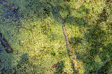 Conferva on the top of the natural water