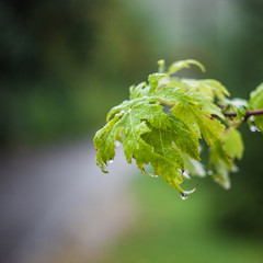 Wet green leafes after rain