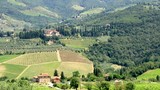 Oliveraies et vignobles en Toscane