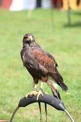Harris hawk (Parabuteo unicinctus) sitting on a ring