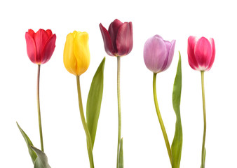Set of five different color  tulips