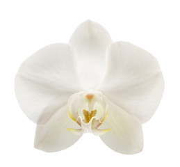 Obraz na płótnie Canvas Beautiful white orchid flower