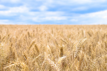 Field of wheat against a cloudy blue sky