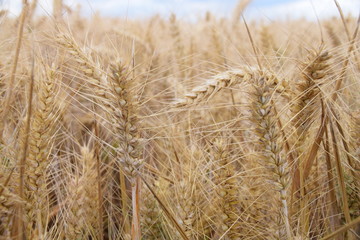 Field of cereal grain near harvest