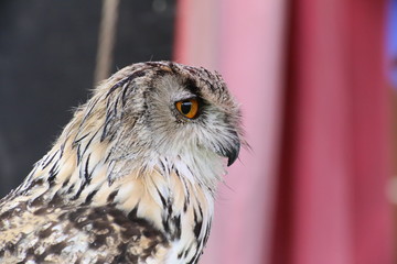 Portrait of western Siberian eagle-owl (Bubo bubo sibiricus)
