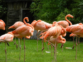 flamants roses jardin d'acclimatation