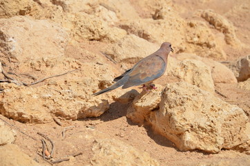 streptopelya taken in Egypt
