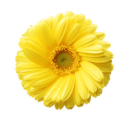 Yellow autumn chrysanthemum isolated on white