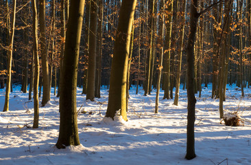 Forest covered in snow in the sunshine.