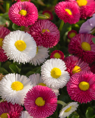  Bellis perennis, Maßliebchen, Gänseblümchen in weiss und magenta