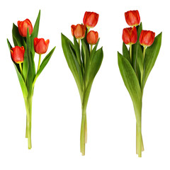 Set of red tulip flowers bouquets