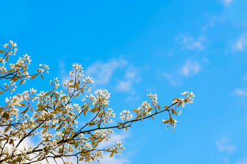 Baum trägt weiße Blüten an den Zweigen im Frühling