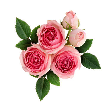 Fototapeta Pink rose flowers arrangement