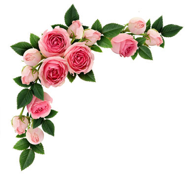 Fototapeta Pink rose flowers and buds corner arrangement