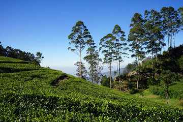 Obraz premium Tea plantation on the hills