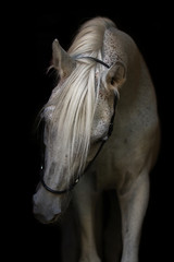 Portrait of an Arabian horse on white background. - 133315615