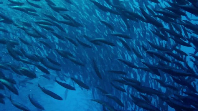 The giant trevally; Caranx ignobilis (also known as the giant kingfish) are hunting Pterocaesio pisang.Banana fusilier, Indian Ocean