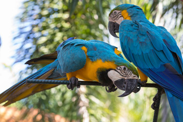 two parrot macaw on green background