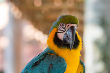 parrot macaw look on you