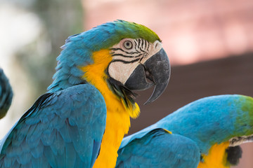 parrot macaw in zoo