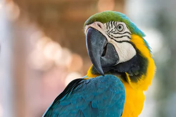 Aluminium Prints Parrot parrot macaw turned