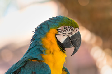 Blue-and-yellow macaw - portrait